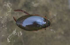 Dytiscus circumcinctus