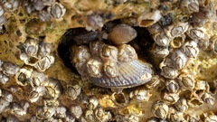 Brachidontes exustus