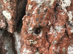 Trentepohlia umbrina