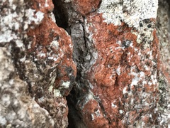 Trentepohlia umbrina