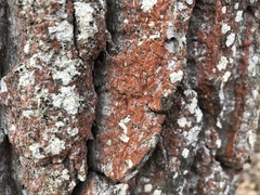 Trentepohlia umbrina