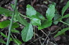 Cyphostemma subciliatum