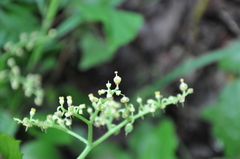 Cyphostemma subciliatum