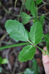Cyphostemma subciliatum