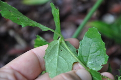 Cyphostemma subciliatum