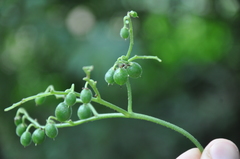 Cyphostemma subciliatum