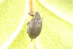 Orchestes mixtus