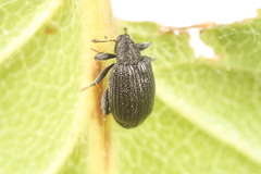 Orchestes mixtus
