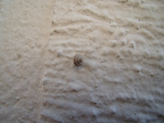 Backeljaia gigaxii