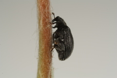 Orchestes mixtus