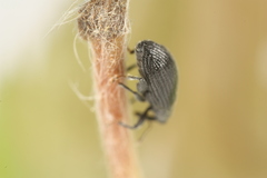 Orchestes mixtus
