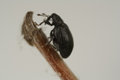 Orchestes mixtus