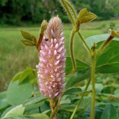 Bistorta officinalis