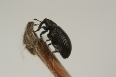 Orchestes mixtus