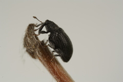 Orchestes mixtus