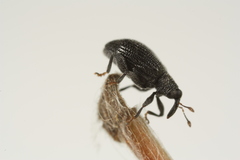 Orchestes mixtus