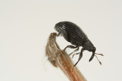 Orchestes mixtus