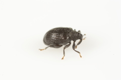 Orchestes mixtus