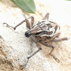 Coniocleonus megalographus