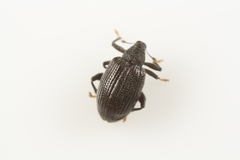 Orchestes mixtus