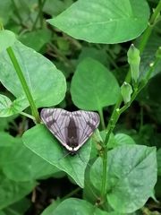 Lepidoptera
