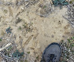 Meleagris gallopavo silvestris