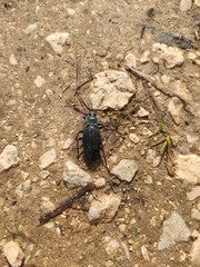 Carabus rugosus celtibericus