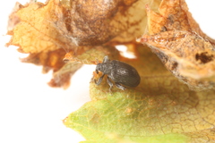 Orchestes mixtus