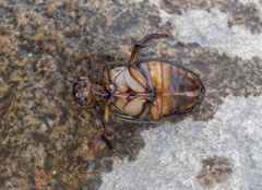 Dytiscus circumcinctus