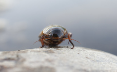 Dytiscus circumcinctus