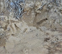 Meleagris gallopavo silvestris