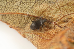 Orchestes mixtus