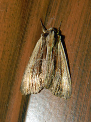 Apamea verbascoides