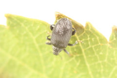 Orchestes mixtus