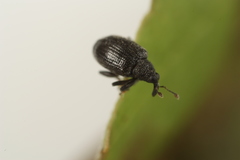 Orchestes mixtus