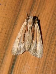 Apamea verbascoides