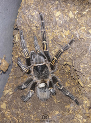 Grammostola pulchripes