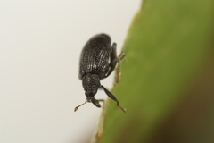 Orchestes mixtus