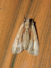 Apamea verbascoides