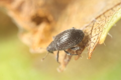 Orchestes mixtus