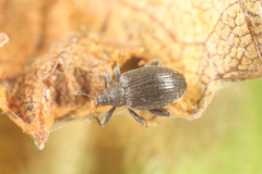 Orchestes mixtus