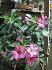 Adenium