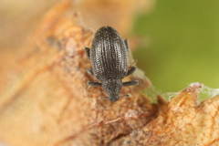 Orchestes mixtus