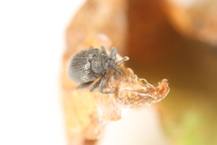 Orchestes mixtus
