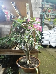 Adenium
