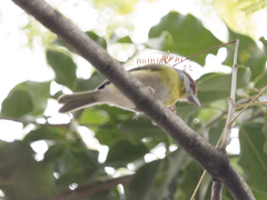 Cyclarhis gujanensis