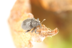Orchestes mixtus