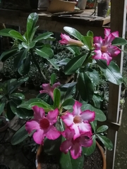 Adenium