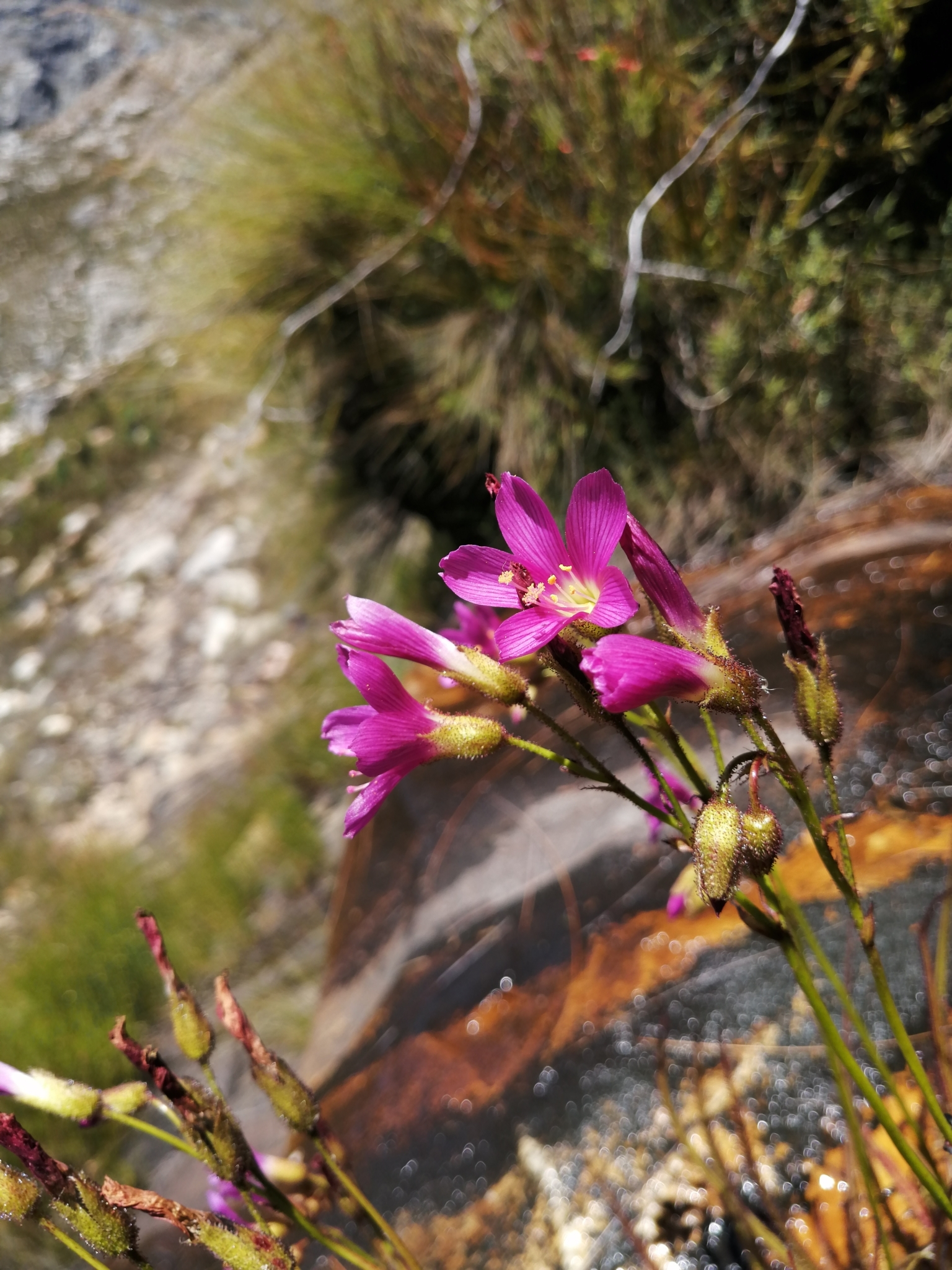 Drosera regia Stephens 2