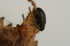 Orchestes mixtus